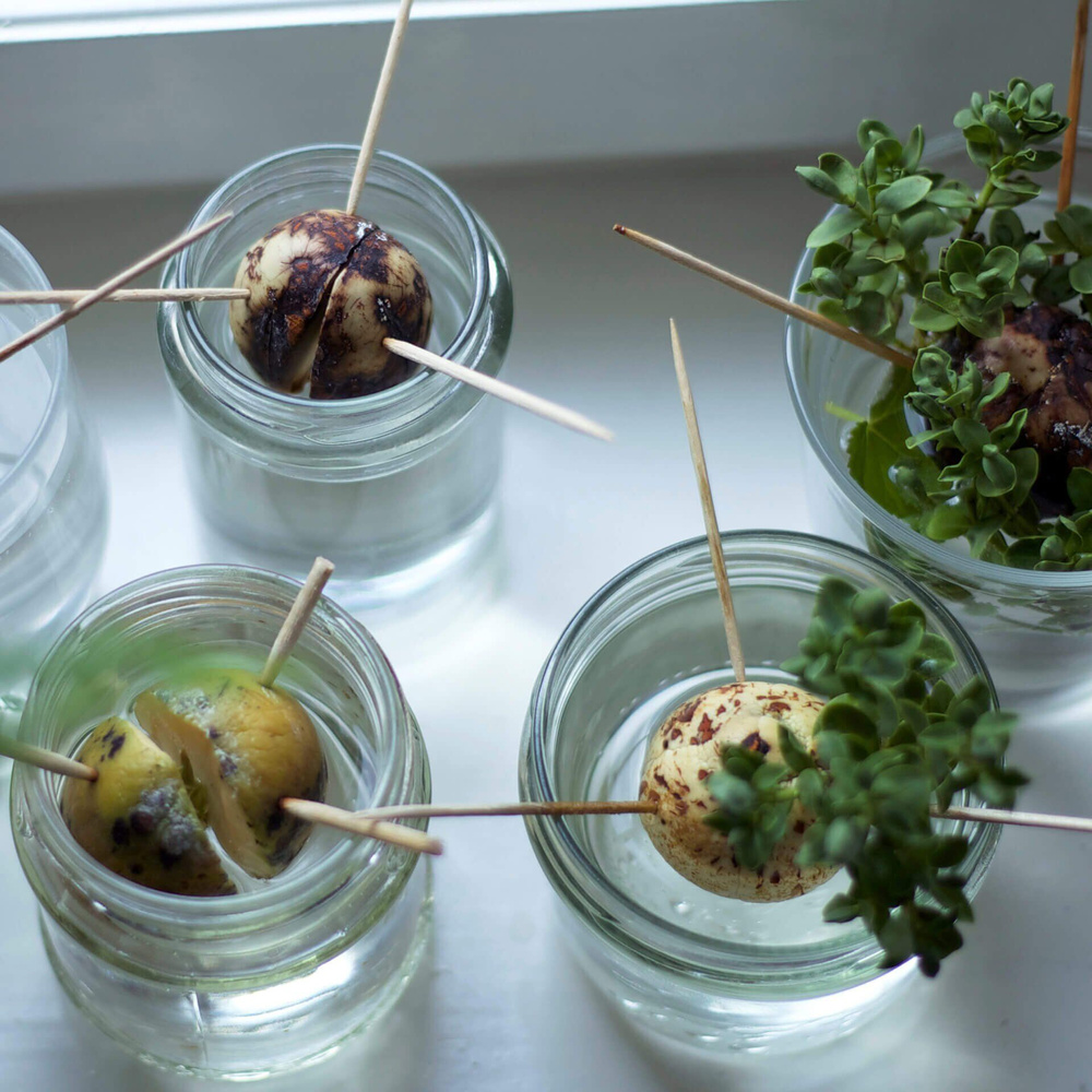 Ekologiczne wykałaczki, 500 szt., FSC™ certyfikowana brzoza FACKELMANN